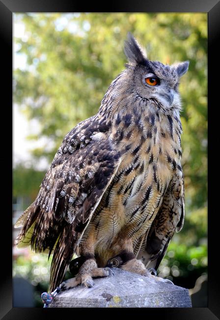 Bengal Eagle Owl Framed Print by Harvey Hudson