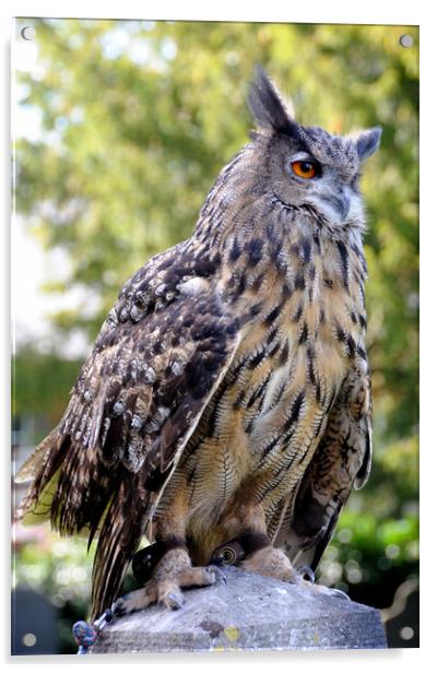 Bengal Eagle Owl Acrylic by Harvey Hudson