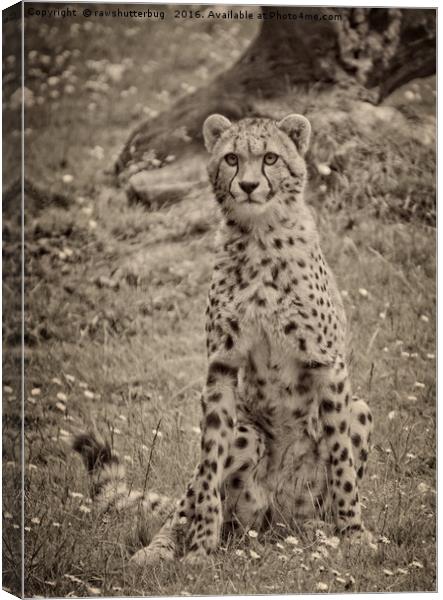 Sitting Cheetah Canvas Print by rawshutterbug 