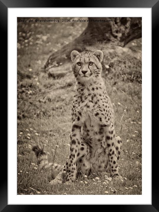Sitting Cheetah Framed Mounted Print by rawshutterbug 