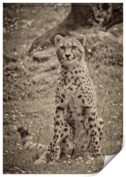 Sitting Cheetah Print by rawshutterbug 
