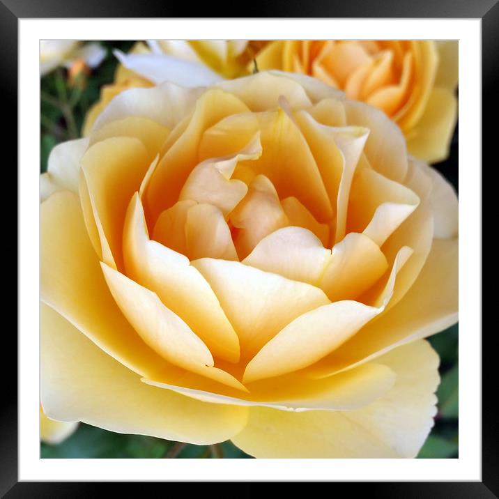 The Yellow Rose Framed Mounted Print by Marinela Feier