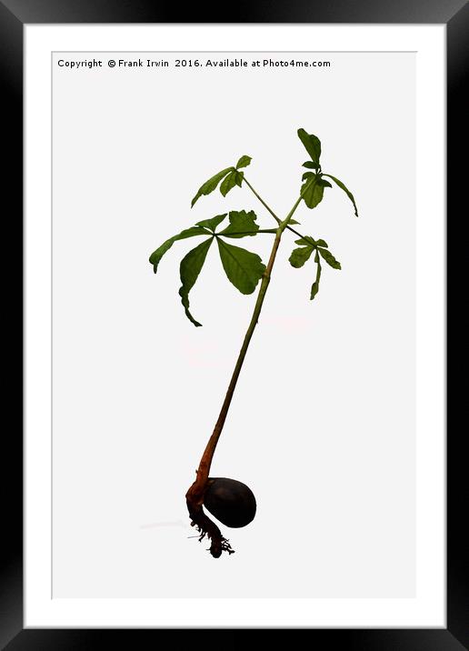 A "Conker" turning into a Horse Chestnut tree. Framed Mounted Print by Frank Irwin