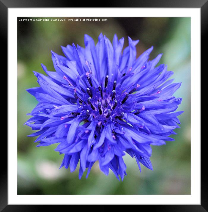 Cornflower blue Framed Mounted Print by Catherine Fowler