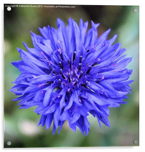 Cornflower blue Acrylic by Catherine Fowler