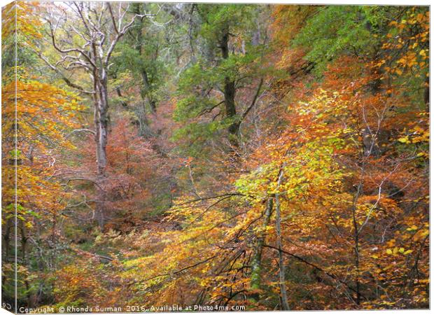 Cawdor Woods in Autumn Wood Canvas Print by Rhonda Surman