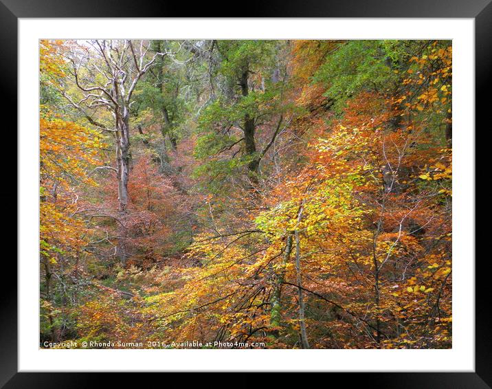 Cawdor Woods in Autumn Wood Framed Mounted Print by Rhonda Surman