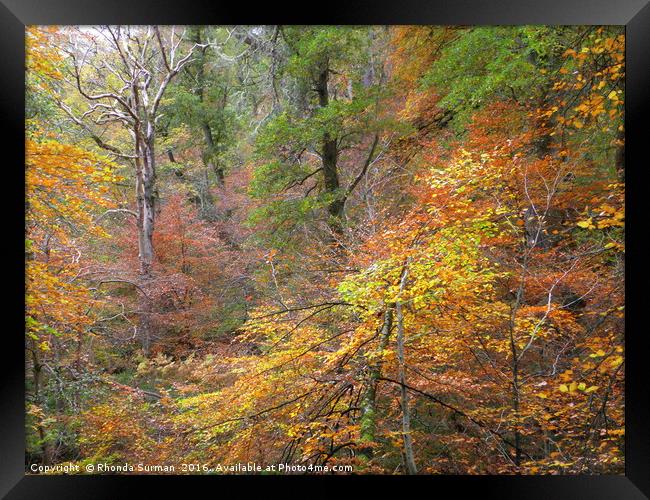 Cawdor Woods in Autumn Wood Framed Print by Rhonda Surman
