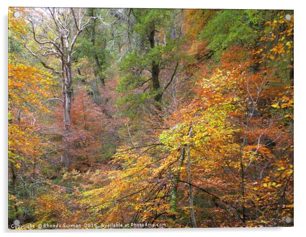 Cawdor Woods in Autumn Wood Acrylic by Rhonda Surman