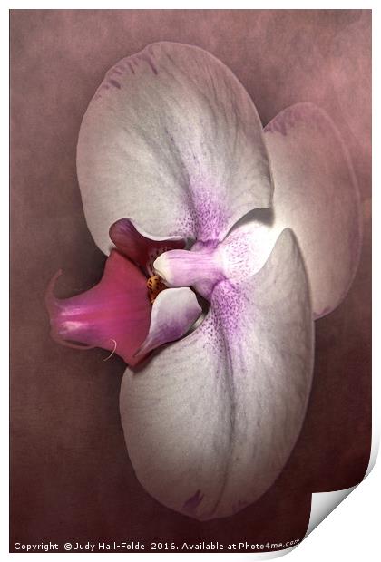 Exotic Orchid Print by Judy Hall-Folde