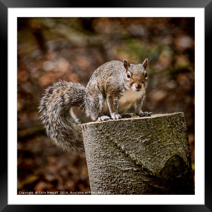 Gimme a Nut Framed Mounted Print by Colin Metcalf
