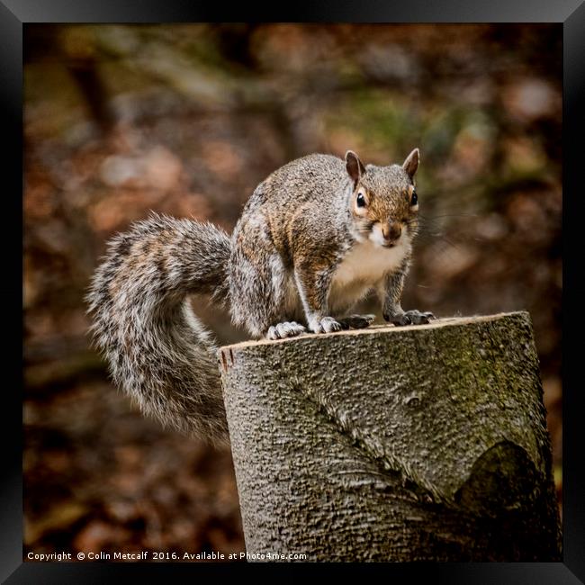 Gimme a Nut Framed Print by Colin Metcalf