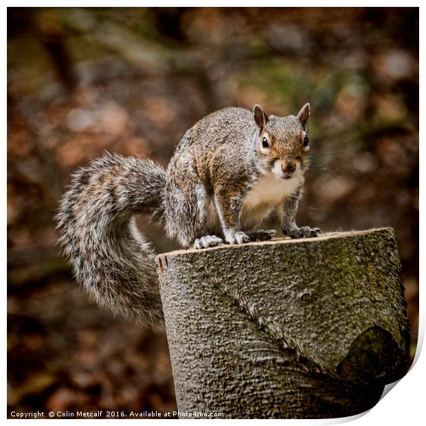 Gimme a Nut Print by Colin Metcalf