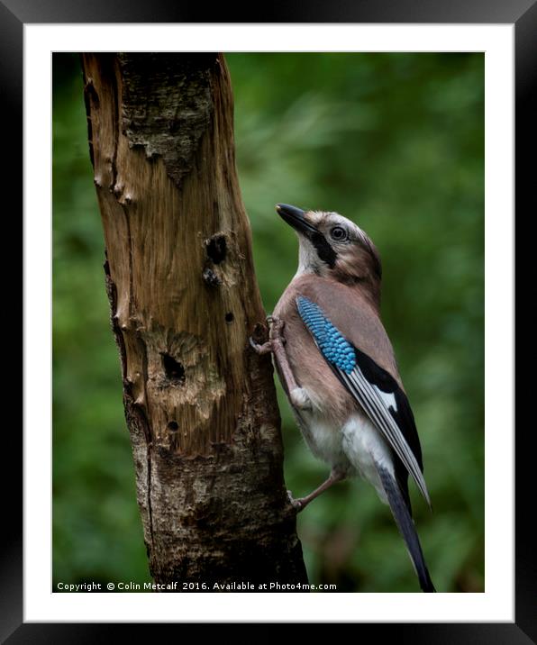 A Jay Framed Mounted Print by Colin Metcalf