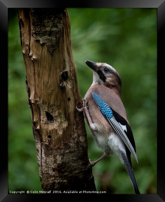 A Jay Framed Print by Colin Metcalf