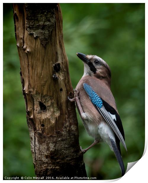 A Jay Print by Colin Metcalf