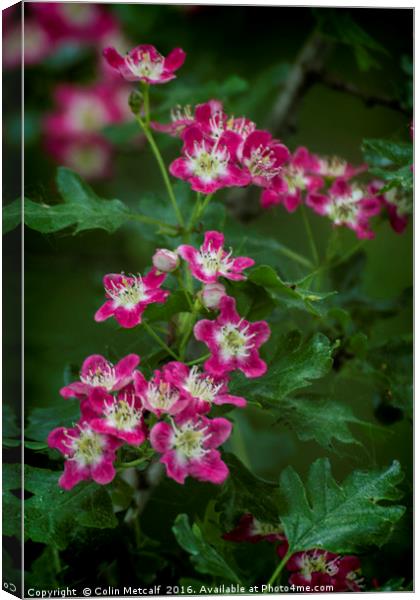Pink Hawthorn Blossom Canvas Print by Colin Metcalf