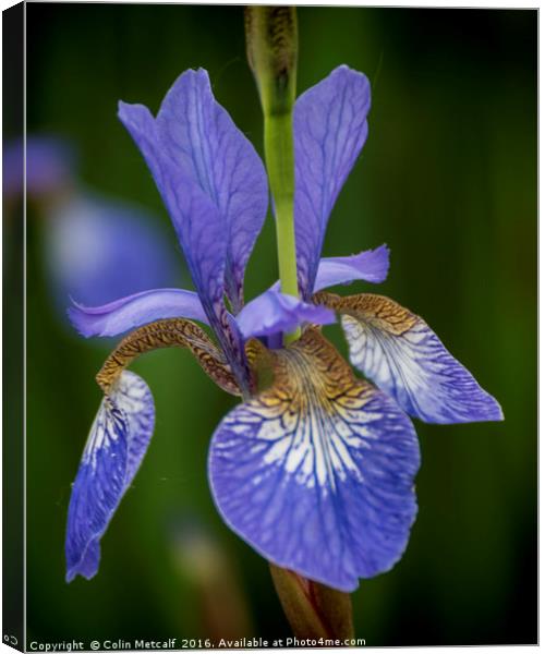 Blue Iris Canvas Print by Colin Metcalf