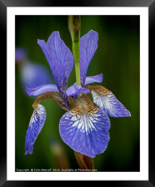 Blue Iris Framed Mounted Print by Colin Metcalf