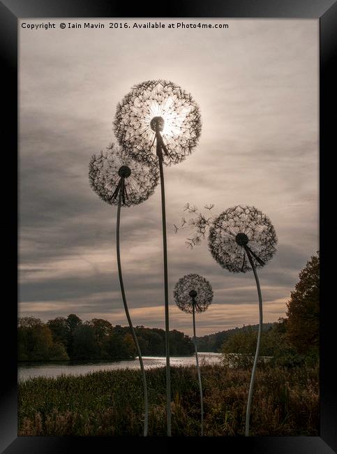 Dandelion Sun Framed Print by Iain Mavin