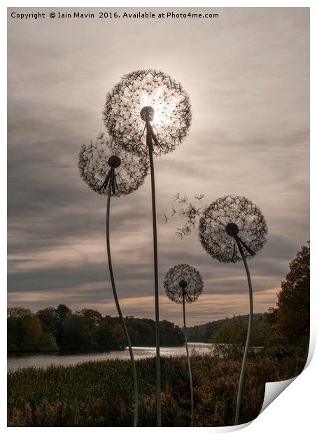 Dandelion Sun Print by Iain Mavin