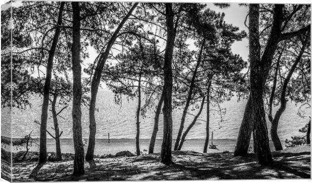 The Trees of Skala.................. Canvas Print by Naylor's Photography
