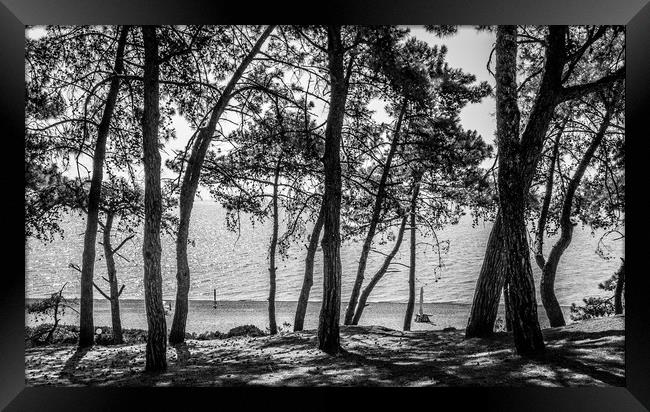 The Trees of Skala.................. Framed Print by Naylor's Photography