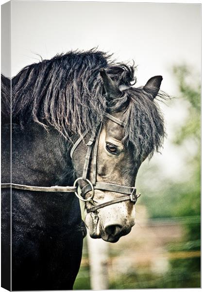 Exmoor Pony Canvas Print by tony golding
