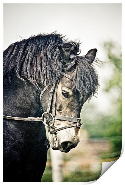 Exmoor Pony Print by tony golding