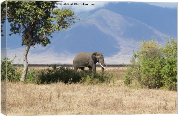Elephant in Ngorongoro Crater Canvas Print by Mark Roper