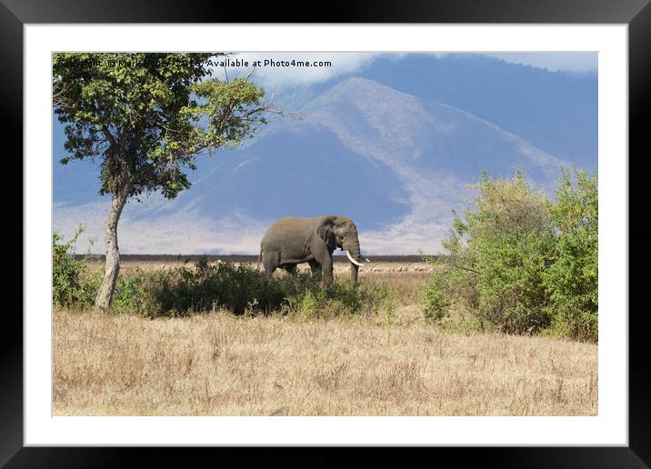 Elephant in Ngorongoro Crater Framed Mounted Print by Mark Roper