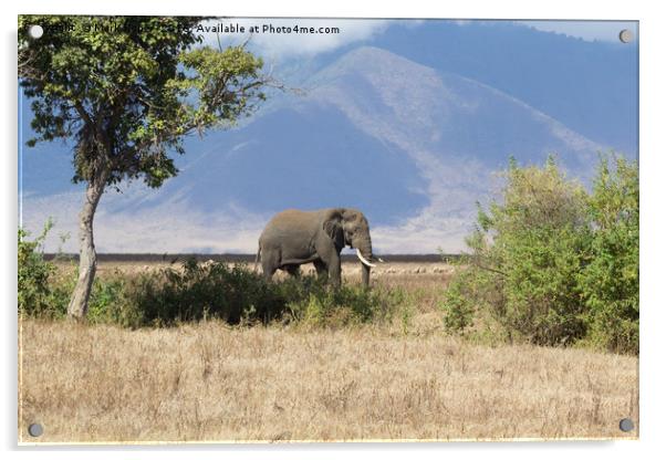 Elephant in Ngorongoro Crater Acrylic by Mark Roper