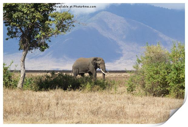Elephant in Ngorongoro Crater Print by Mark Roper