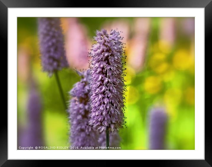 "POLYGONUM BISORTRA SUPERBUM" Framed Mounted Print by ROS RIDLEY