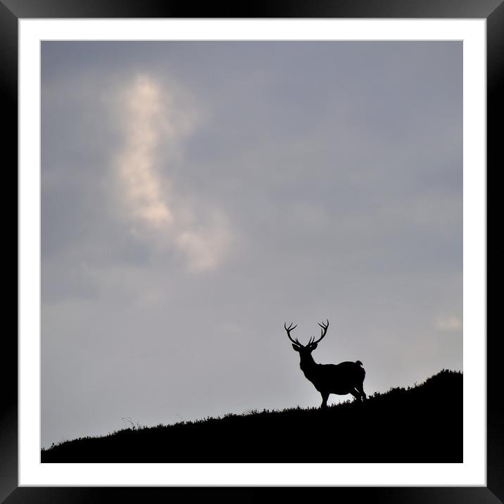  Stag Silhouette Framed Mounted Print by Macrae Images