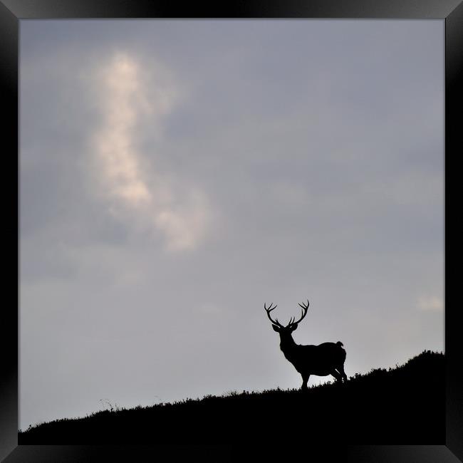  Stag Silhouette Framed Print by Macrae Images