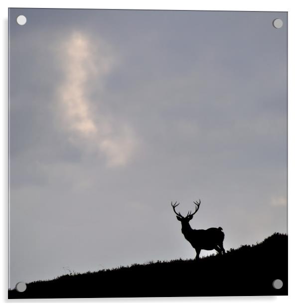  Stag Silhouette Acrylic by Macrae Images