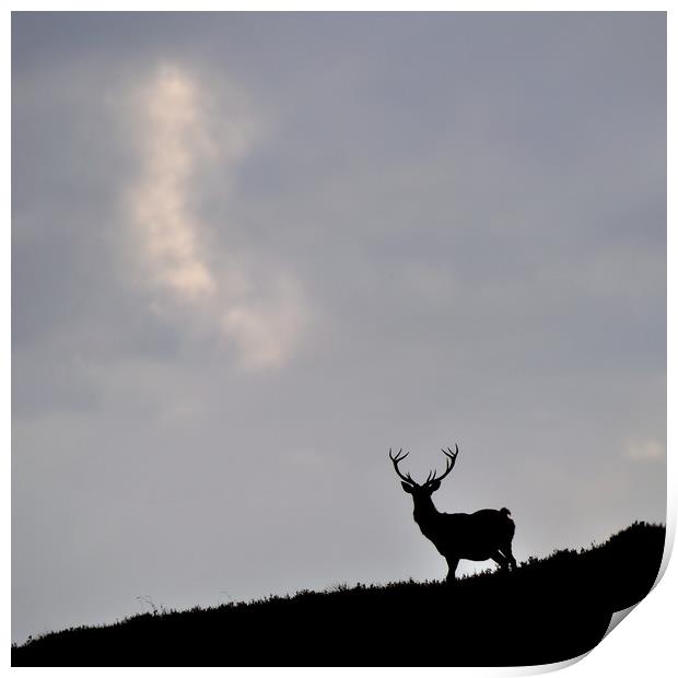  Stag Silhouette Print by Macrae Images