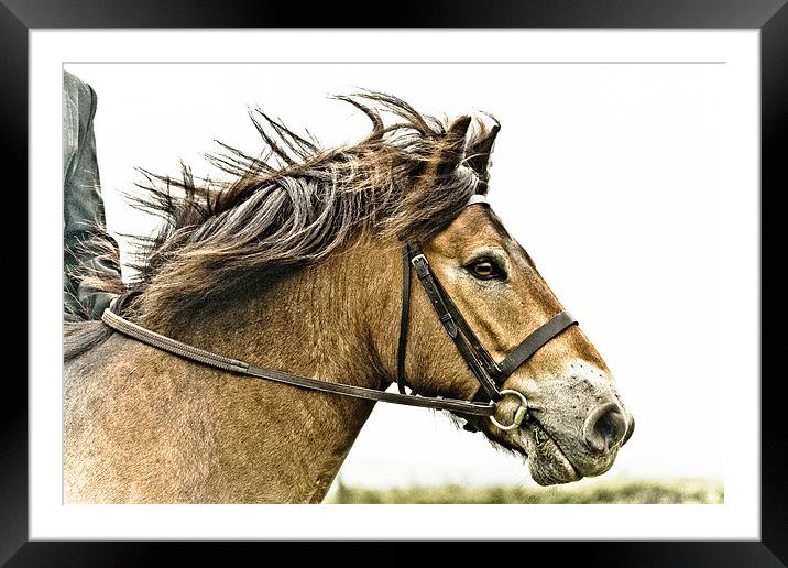 Exmoor Pony 2 Framed Mounted Print by tony golding