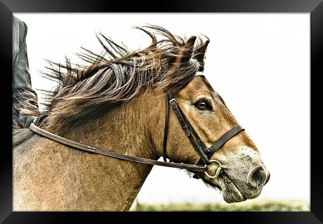 Exmoor Pony 2 Framed Print by tony golding
