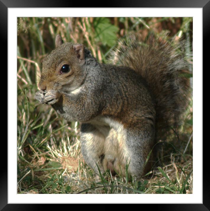 Grey Squirrel Framed Mounted Print by Chris Day