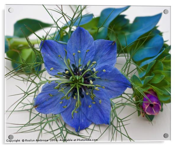 Fennel Flower Acrylic by Ros Ambrose