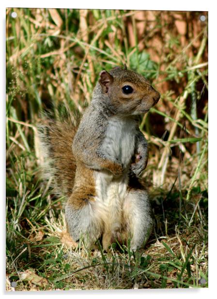 Grey Squirrel Acrylic by Chris Day