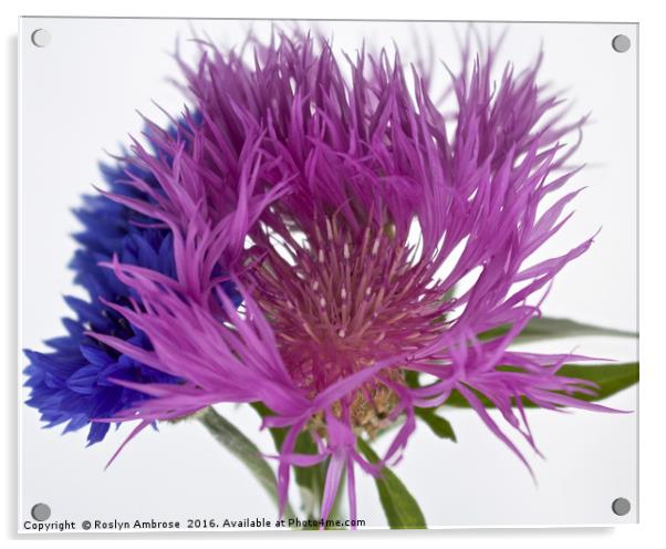 Blue Cornflower & Knapweed Acrylic by Ros Ambrose