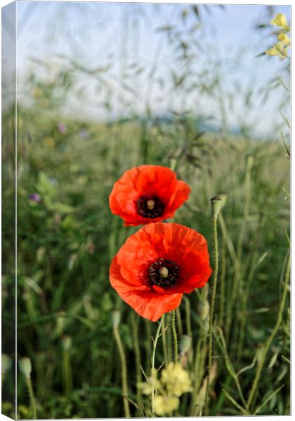 Pair of poppies Canvas Print by Adrian Bud