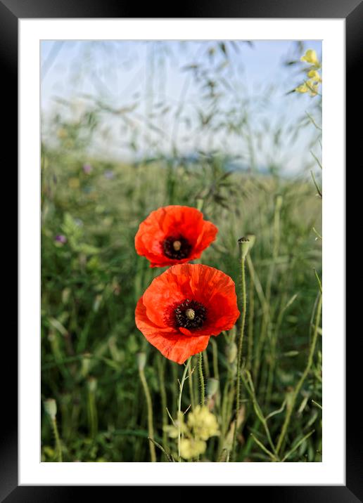 Pair of poppies Framed Mounted Print by Adrian Bud