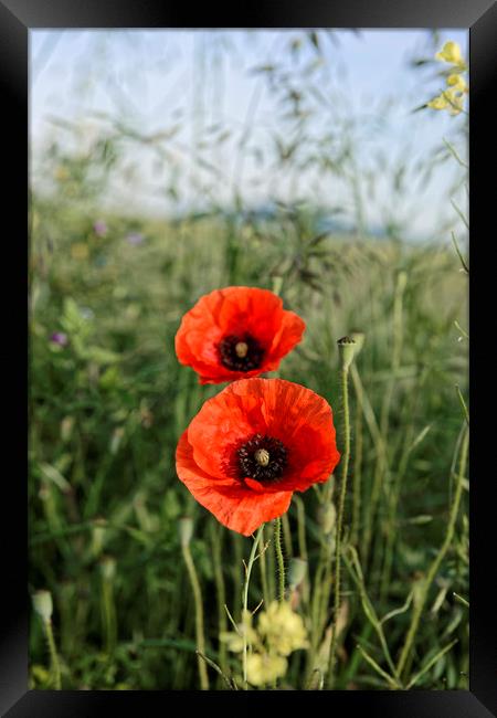 Pair of poppies Framed Print by Adrian Bud