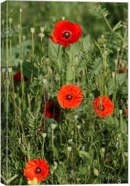 Group of poppies Canvas Print by Adrian Bud