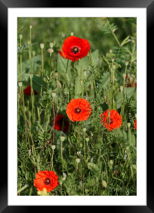 Group of poppies Framed Mounted Print by Adrian Bud