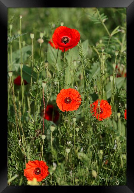 Group of poppies Framed Print by Adrian Bud